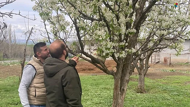 Elazığ Tarımında Zirai Don Felaketi: Kar Yağışı Sonrası Hasar Tespit Çalışmaları Başlatıldı!