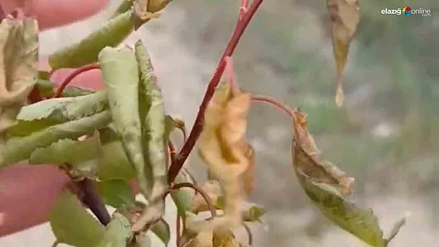 Baskil'de Kayısı Üreticisine Soğuk Darbe: Ağaçlar Yandı, Verim Sıfırlandı!