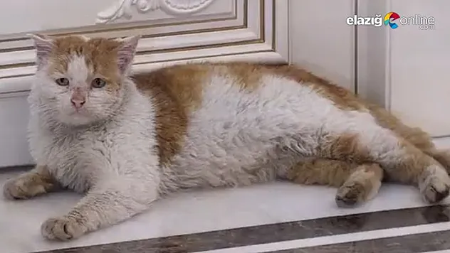 Elazığ depreminde kurtarılan 'Toros' hayatını kaybetti