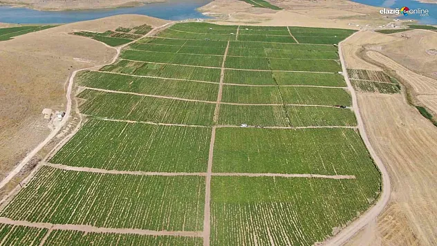 Elazığ domatesi dünya sofralarında