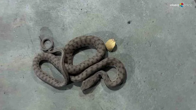 Alışverişe Gitti, Dönerken Yılanla Karşılaştı! AVM'de Korku Dolu Anlar!