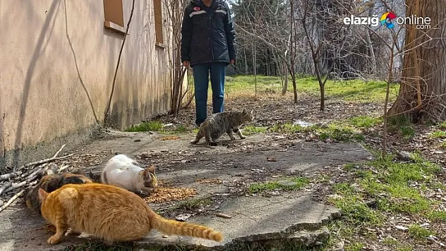 Elazığ İl Özel İdare sokak hayvanlarını unutmadı
