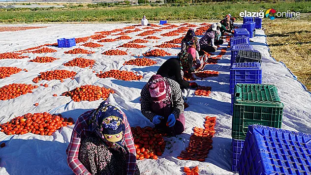 Elazığ'ın domatesi kurutulup dünyaya gönderiliyor