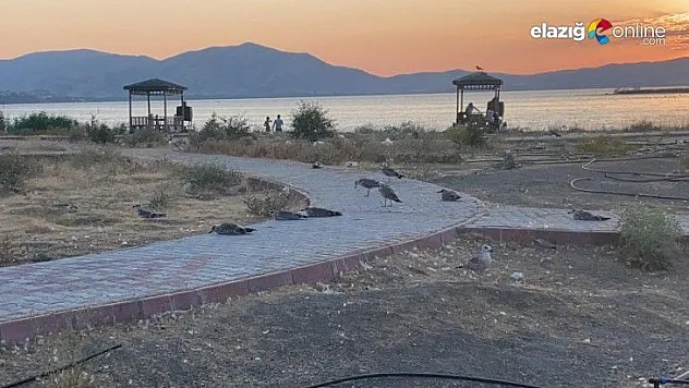 Hazar Gölünde onlarca martının ölümü paniğe neden oldu