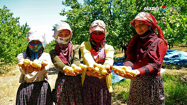 Elazığ'ın sarı altını kayısıda hasat başladı