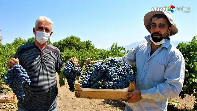 Elazığ'ın üzümde markası 'Hoşköy'de bağ bozumu heyecanı