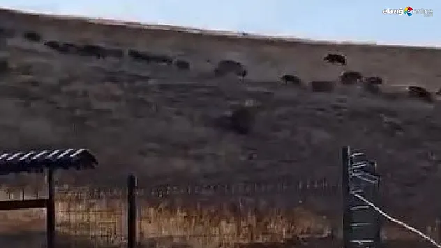 Elazığ'da Köylülerin Kamerasına Takılan Domuz Sürüsü Yiyecek Arayışında!
