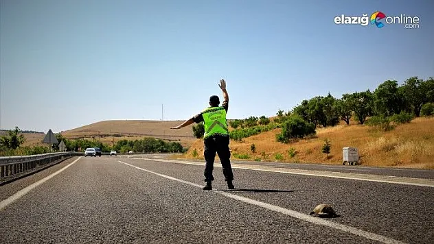 Elazığ Jandarma, kaplumbağalar için görevde!
