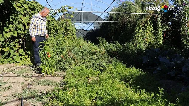 Elazığlı terzi pepinodan hünnapa çeşit çeşit meyve yetiştiriyor