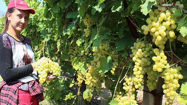 Elazığlı üzüm üreticileri istedikleri fiyat konusunda net! Üzümlerini firmalara satmayacaklar