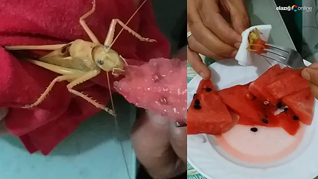 Elazığlıdan dev çekirgeye karpuz ikramı!