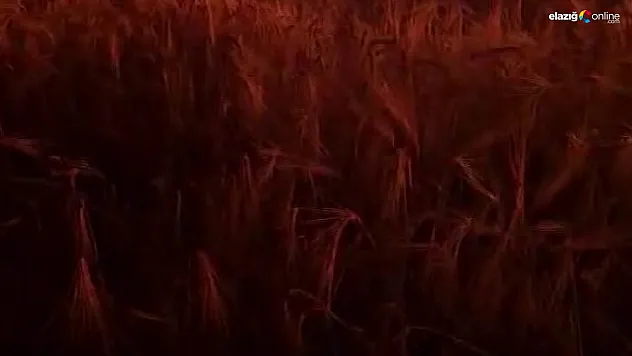 Bir kıvılcım ekili alanı küle çevirdi