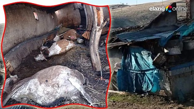 Elektrik kontağından çıkan yangın, 12 hayvanı telef etti