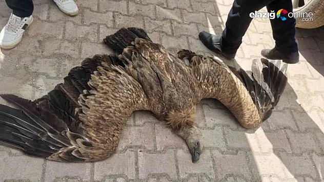 Elektrik tellerine takılan akbaba telef oldu