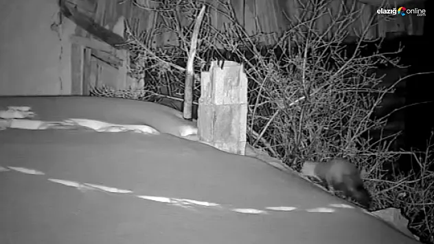 En küçük delikten bile sızıyorlar! Elazığ'da bir köy bu görüntüleri konuşuyor