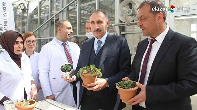 Laboratuvar ortamında çoğaltılan endemik bitkiler doğaya kazandırıldı