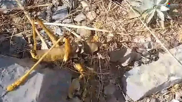 Dev çekirgeyle eğlenceli karşılaşma: İzleyenleri kahkahaya boğdu!