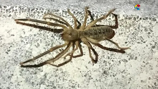Et yiyen örümcek 'Sarıkız' Elazığ'da da görüntülendi