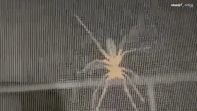 Elazığ'da eve girmeye çalışan etçil 'sarıkız' paniğe neden oldu!