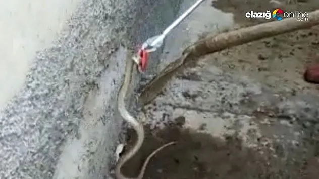 Kovancılar ilçesinde müstakil eve yılan girdi