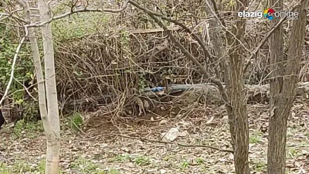 Evin bahçesinde yavrulayan domuz kameralara yansıdı