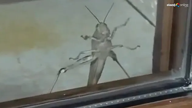 Evin penceresinde dev çekirge!