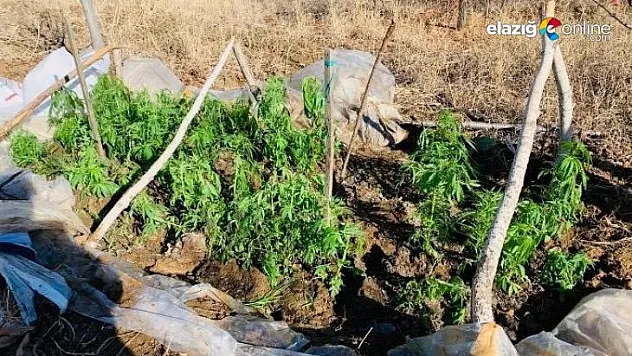 Evinin bahçesindeki serada uyuşturucu ekmiş