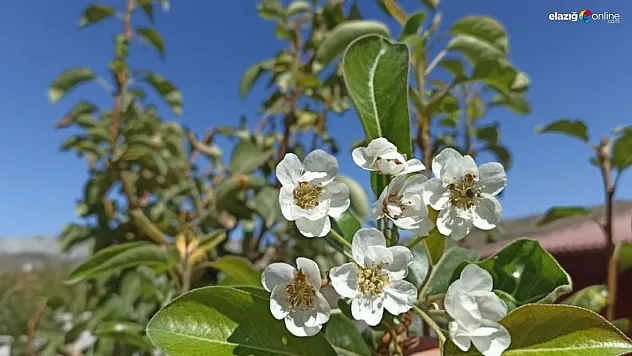Eylül ayında çiçek açan armut ağacı, görenleri şaşkına çevirdi!