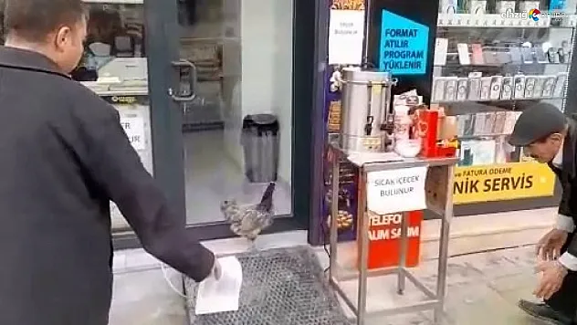 Firari tavuk yine yakayı ele verdi!