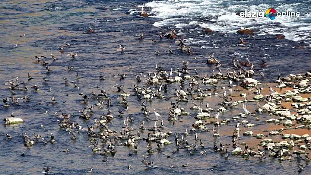 Fırat ve Dicle Havzasında ki göçmen kuşlar kuraklık nedeniyle rota değiştirdi