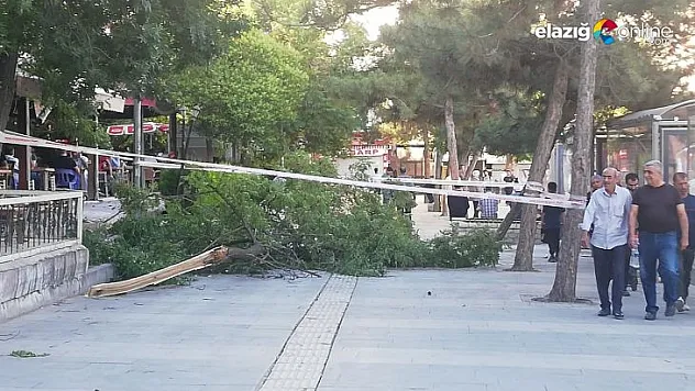 Şiddetli fırtına ağaç devirdi