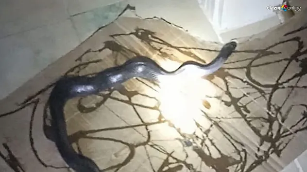 Fare kapanına takıldı