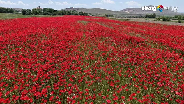 Gelinciklerin görsel şöleni görenleri mest etti