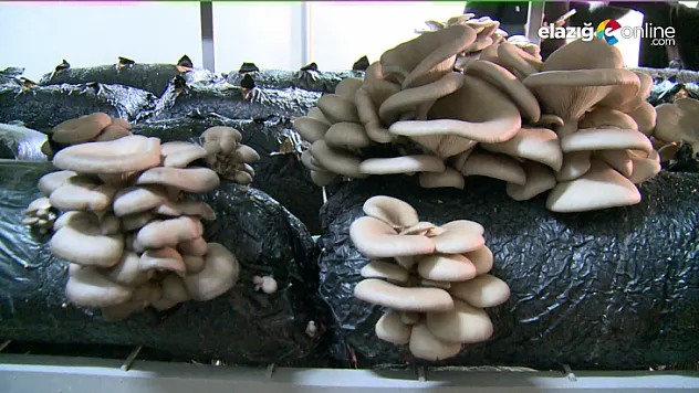 'Genç Çiftçi Projesi' ile kendi işlerinin patronu oldular