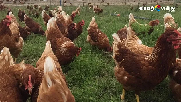 Gezen tavuğun foyası ortaya çıktı!