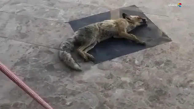Kurnaz tilkinin ölü taklidi işe yaramadı!