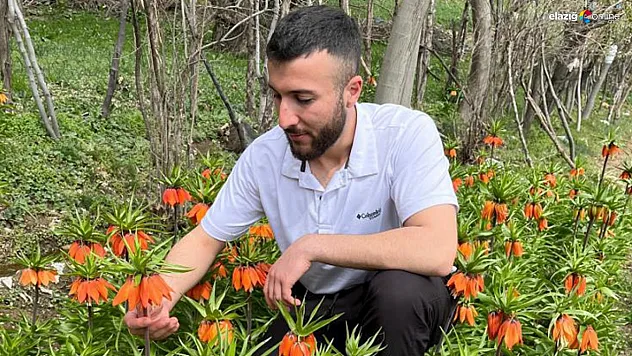 Gizli Cennet Keşfedildi! Elazığ'da Yüksek Dağlarda Açan Ters Laleler Göz Kamaştırıyor!