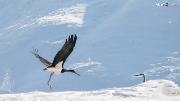 Karakoçan'da doğa sürprizi: Göç trenini kaçıran kara leylekler karda mahsur kaldı!