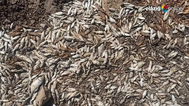 Göl kurudu balıklar telef oldu!