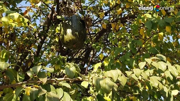 Görenler gözlerine inanamadı