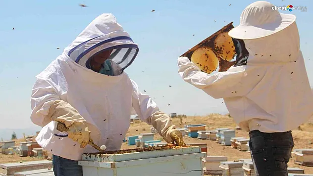 Tatlı bir hasat için güneşin altında alın teri döken arıcıların zorlu mesaisi sürüyor