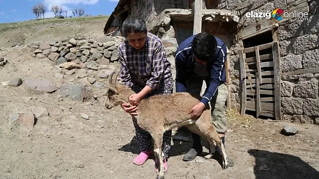 Günlerce baktıkları dağ keçisine, gözyaşlarıyla veda ettiler