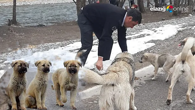 Gurbetçilerden sokak hayvanlarına mama desteği