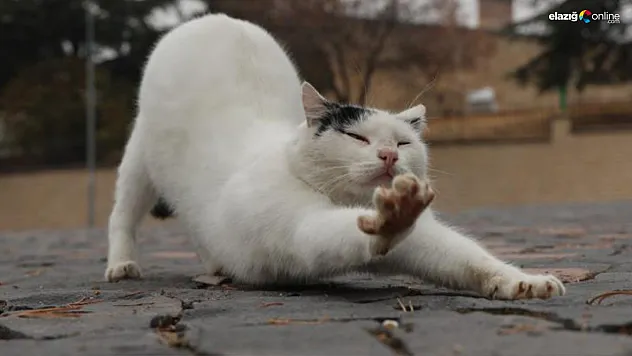 Harput Kalesi'nin Sevimli Misafirleri: Kediler Tarihe Renk Katıyor
