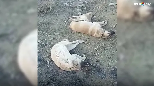 Hayvan şiddeti olaylarına bir yenisi daha eklendi