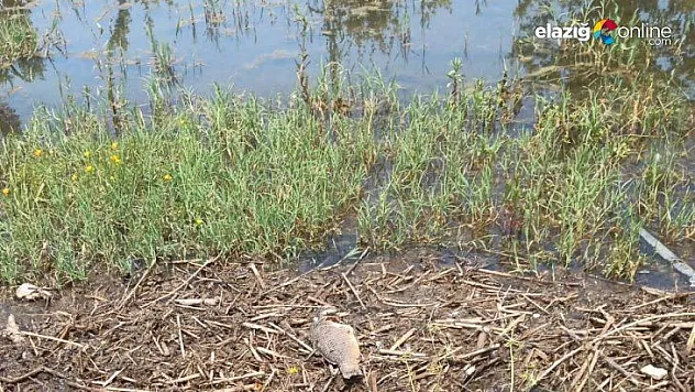 Hazar gölünde telef olan bazı balıklar kıyıya vurdu