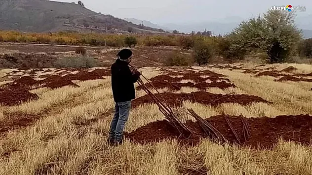Hırsızlar ekili olan 225 kayısı fidanını çalarak kayıplara karıştı