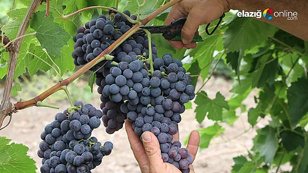 Hoşköyü'nde tatlı bir telaş başladı