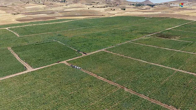 Elazığlı Üreticiden Fiyat Uyarısı: '25 Liraya Almayın, 8 Liraya Tarladan Alın'