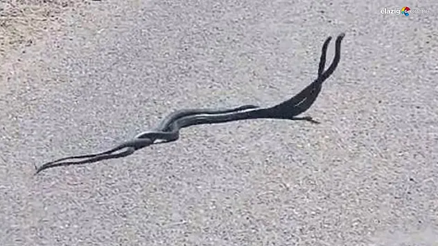 İki yılanın çiftleşme dansı kameralara böyle yansıdı!